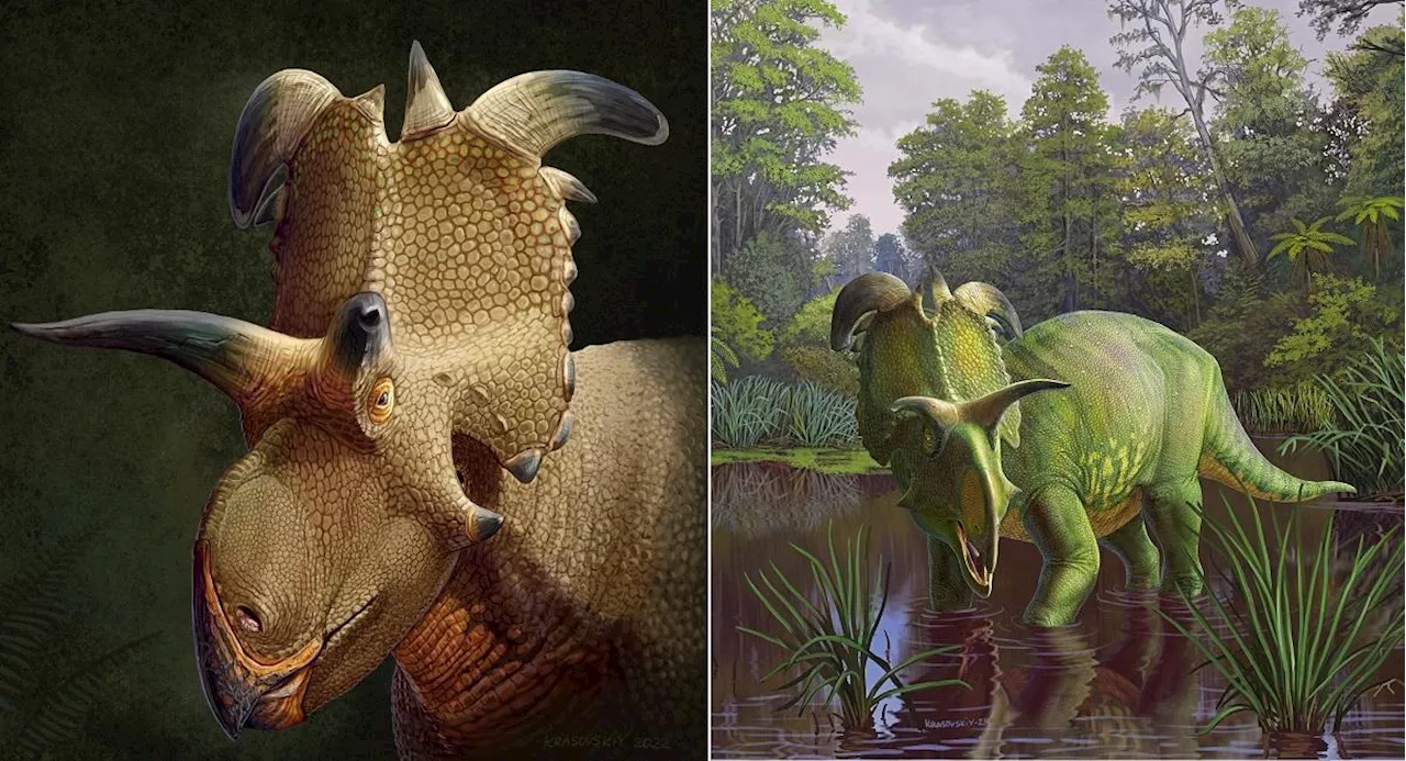 Newly discovered Lokiceratops dinosaur had horns like Norse god Loki’s blades