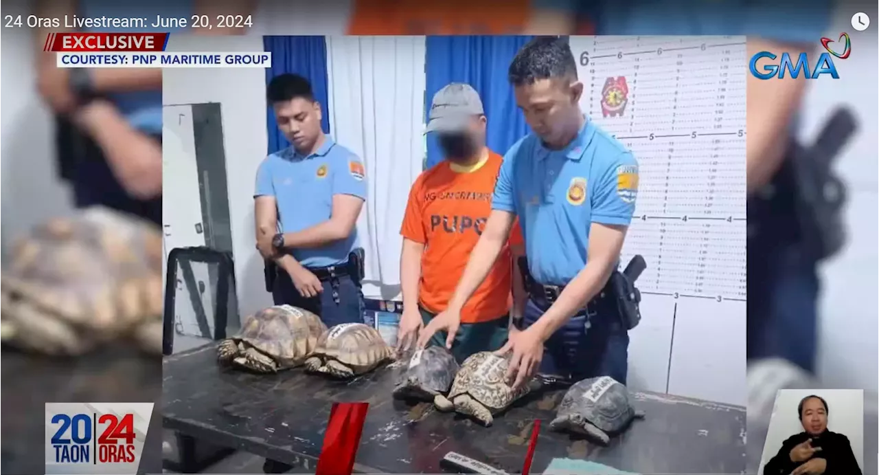 Tortoises, pawikan rescued from illegal wildlife trade