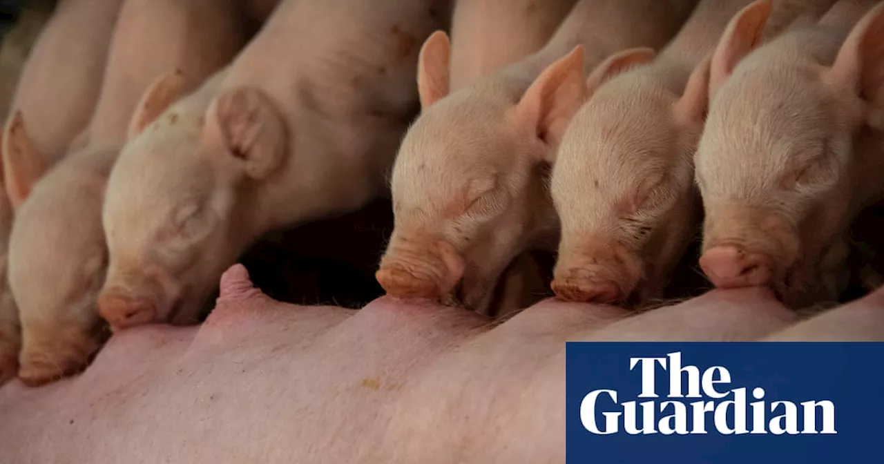 CCTV should be mandatory in Victorian piggeries, parliamentary inquiry finds