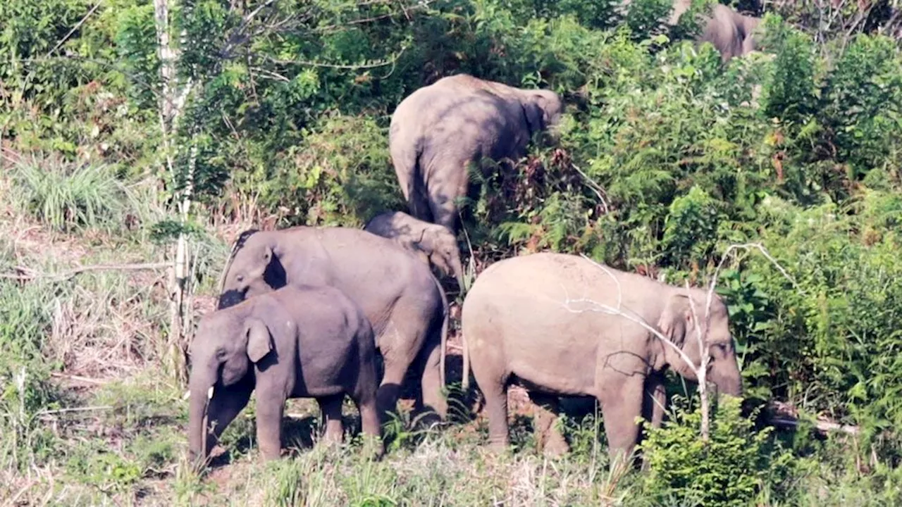 Forest Function Change Triggers Sumatran Elephant Conflict in Aceh's Peusangan Watershed