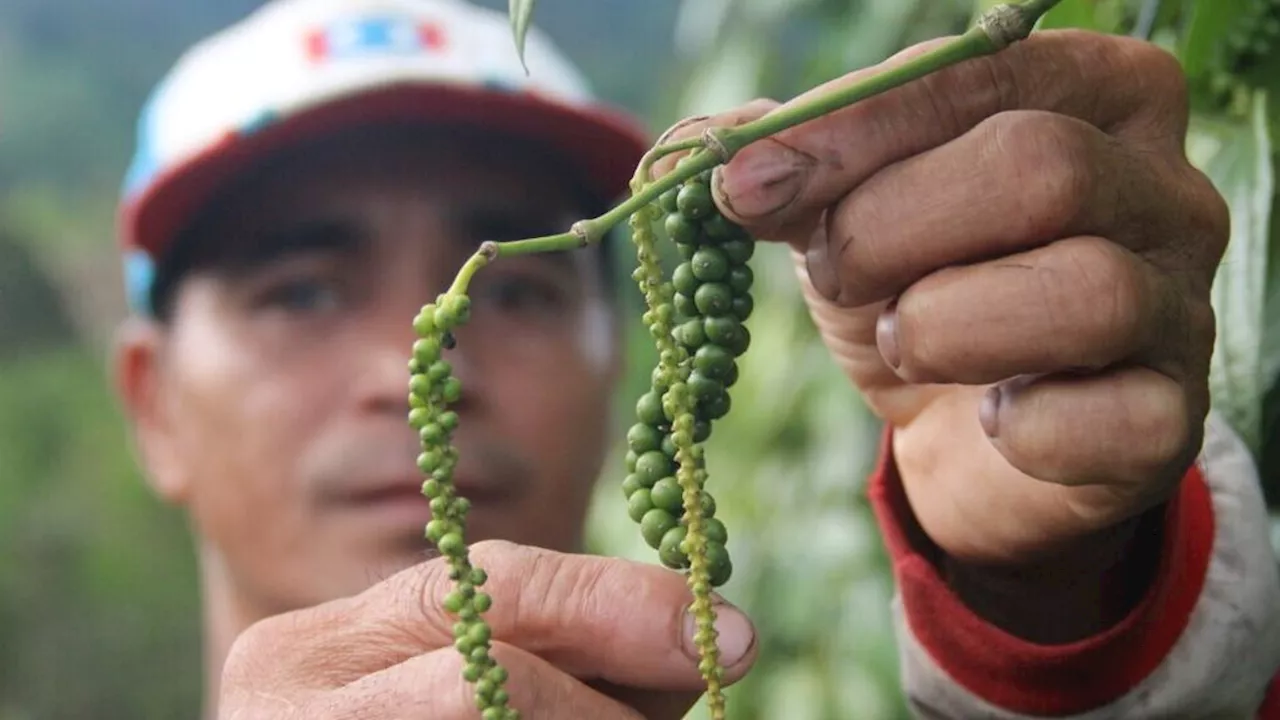 Harga Lada di Perbatasan Naik, Petani Bersemangat Merawat Kebun