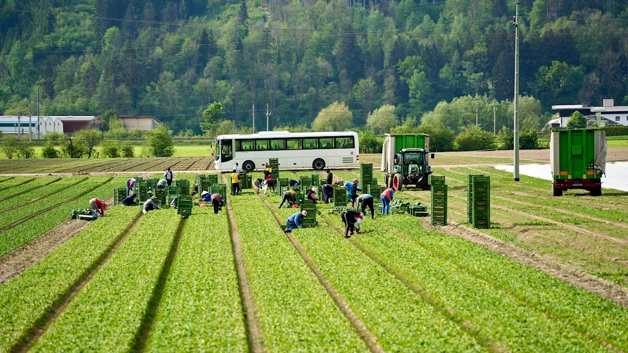 Chef lässt Erntehelfer nach Arbeitsunfall verbluten