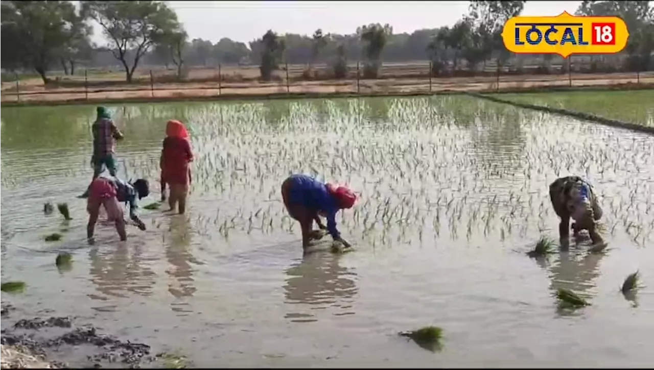 धान की रोपाई के बाद किसान करें यह काम, नहीं होगी फसल खराब, बंपर होगी पैदावार