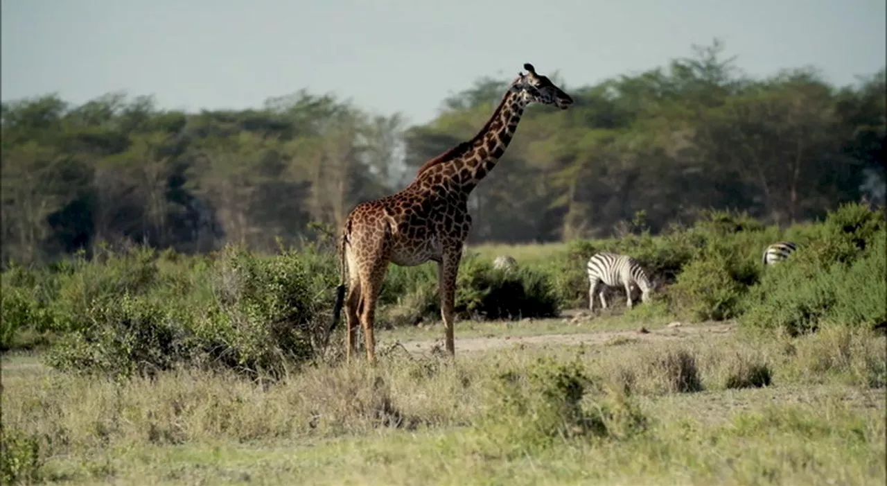 Giornata mondiale della giraffa, popolazione in lieve aumento nell'ultimo decennio