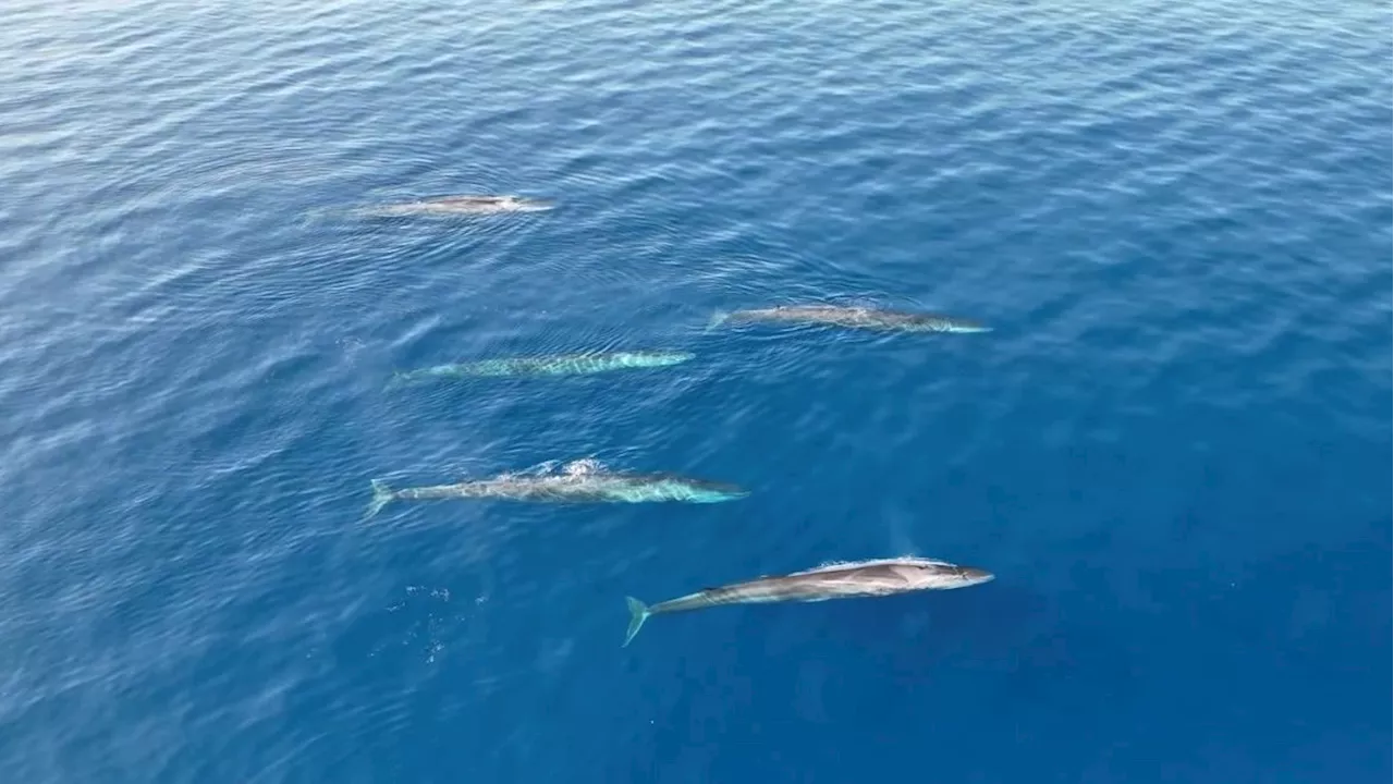 Decenas de ballenas rorcuales avistadas por las costas de Denia y Jávea