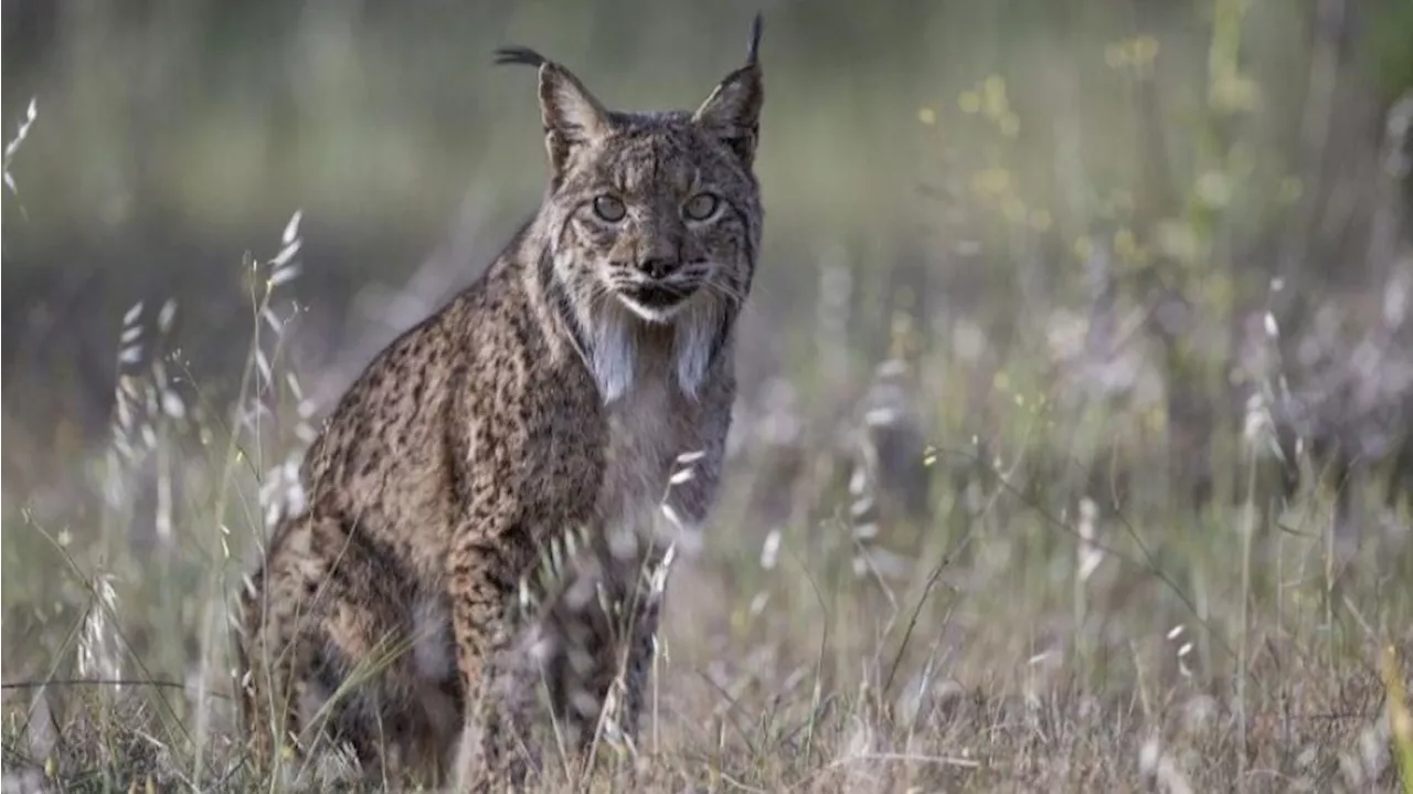 El lince ibérico deja de estar en peligro de extinción, aunque aún es vulnerable