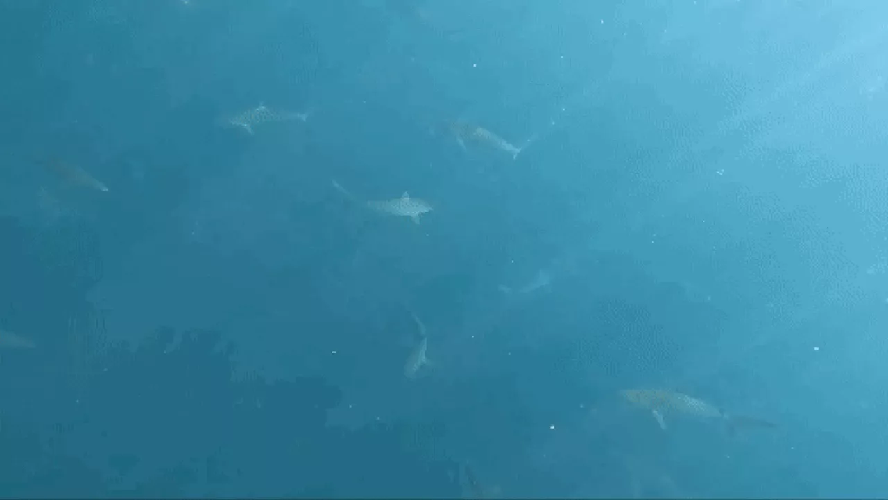 Mergulhadores encontram cardume gigante com 100 tubarões em São Paulo; veja vídeo