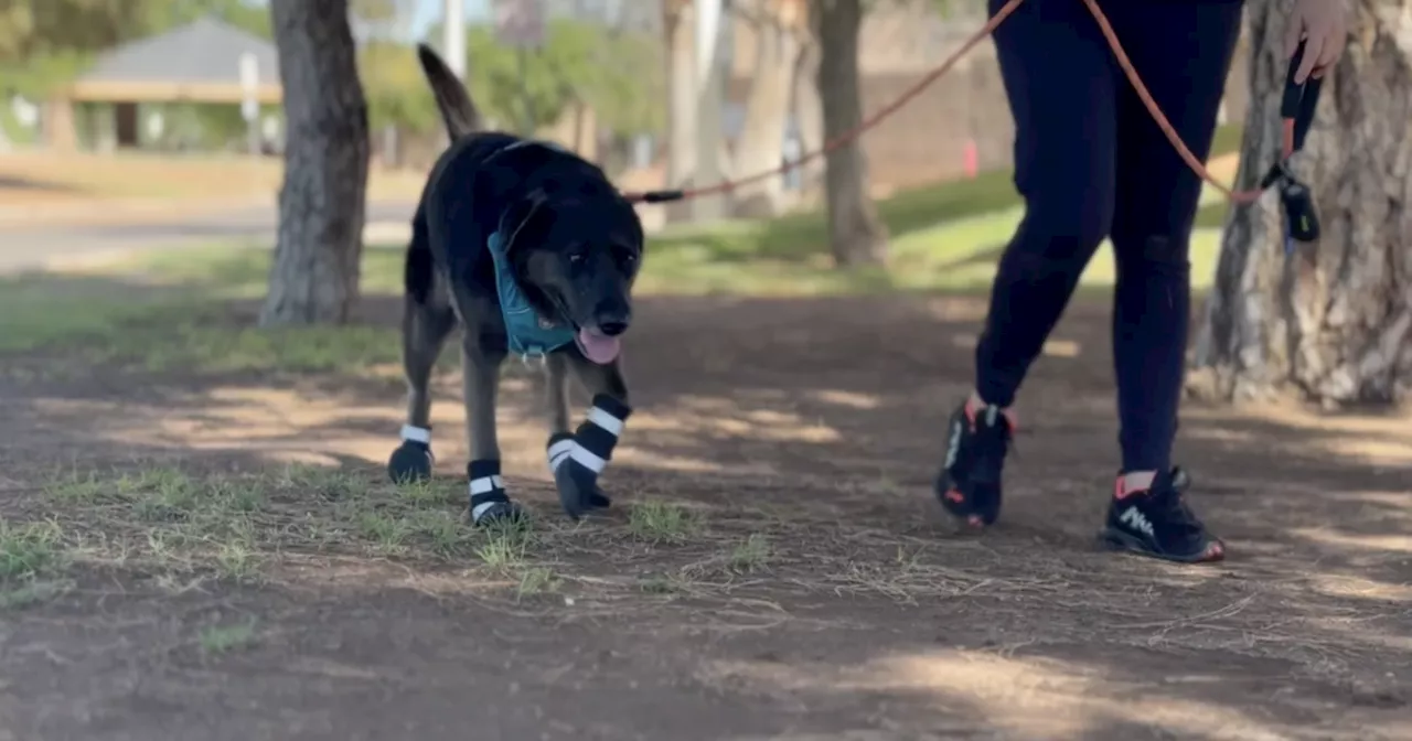 How hot is too hot to walk your dogs?