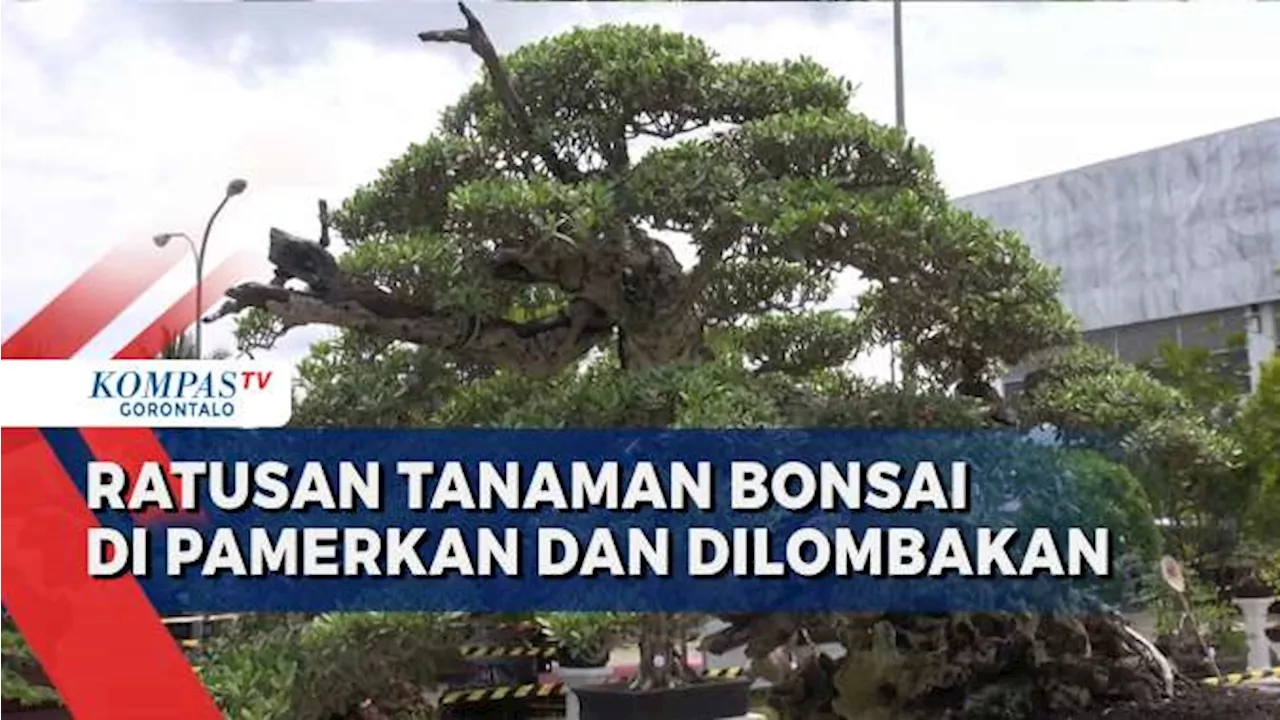 Ratusan Bonsai Dipamerkan dan Dilombakan Dalam Pesona Bonsai Gorontalo 2024