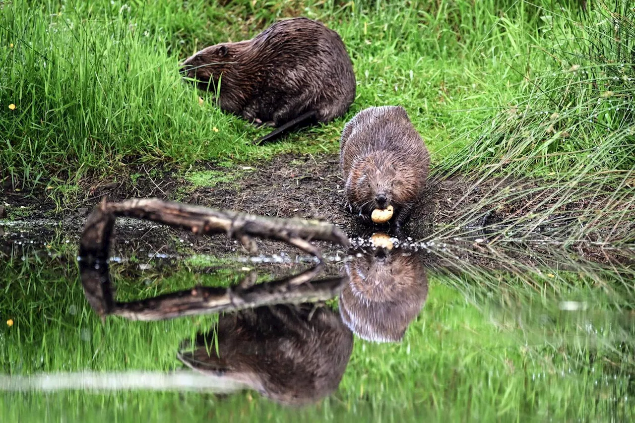 Le castor, allié discret de l'environnement, est de retour dans les rivières françaises