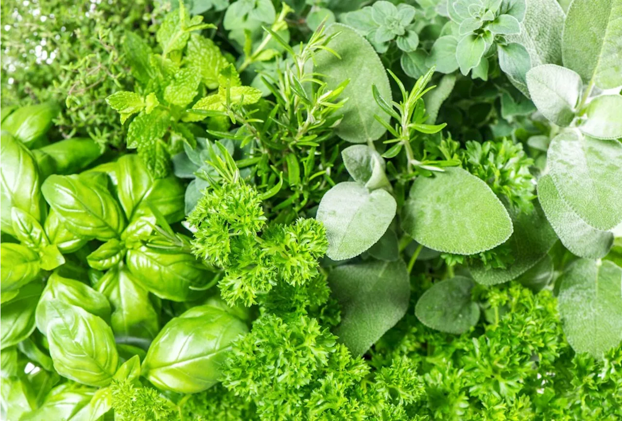 Arrange and plant your garden herbs according to their water needs