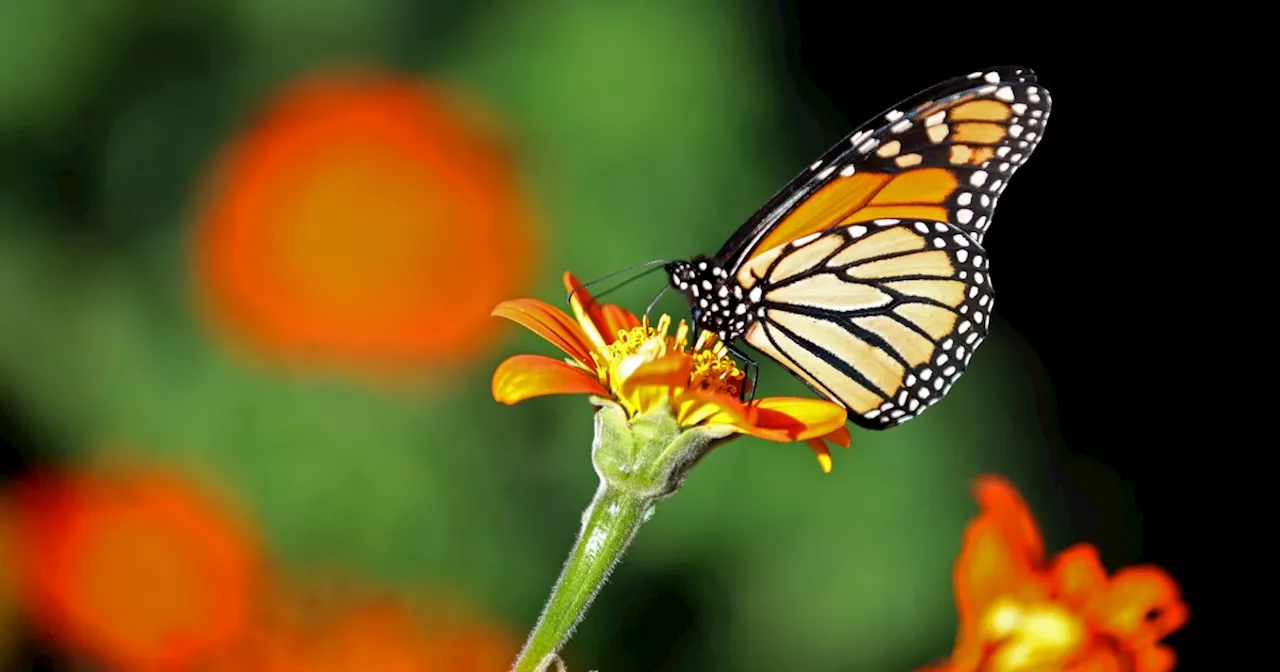 To Save The Monarch Butterflies, Plant This Free Milkweed