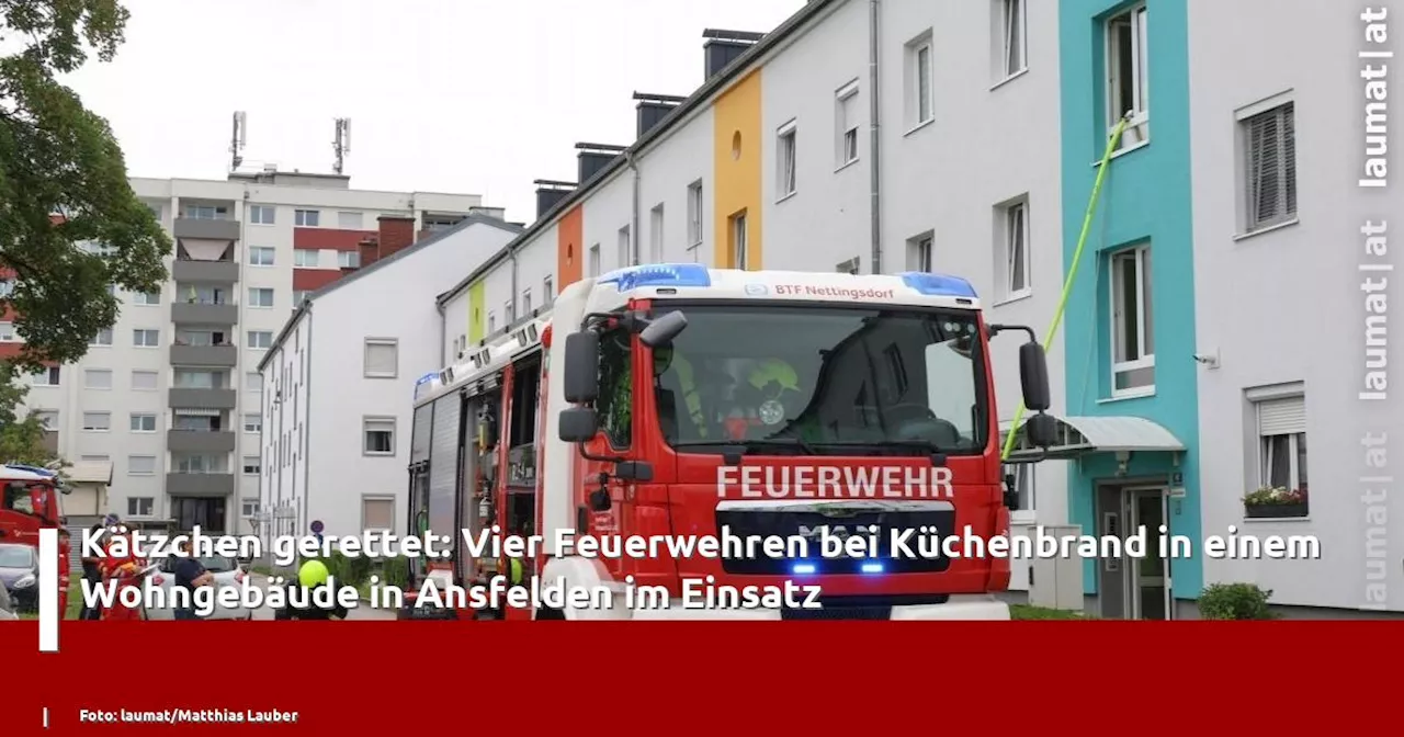 Kätzchen gerettet: Vier Feuerwehren bei Küchenbrand in einem Wohngebäude in Ansfelden im Einsatz