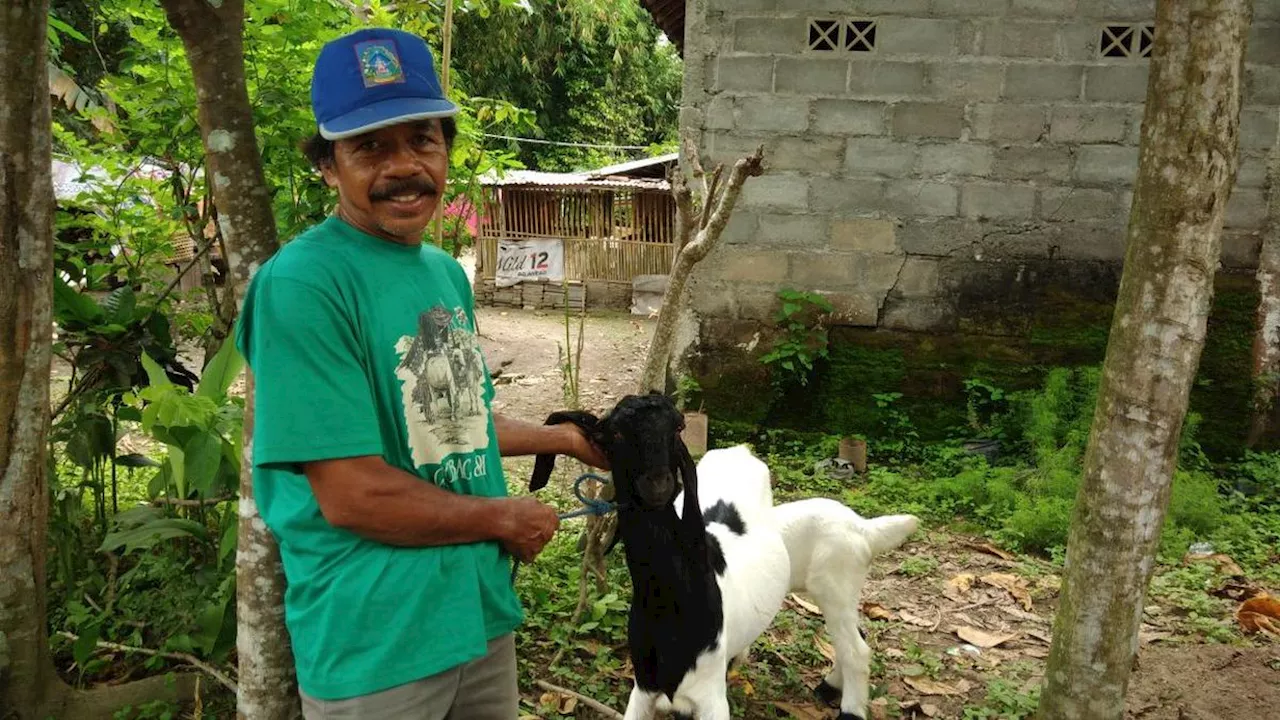 Kambing PE Memberikan Nilai Lebih dalam Hal Pemasaran, Simak Cara Budidayanya