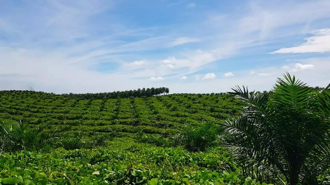 PalmCo Cetak Rekor Tanam Ulang Kelapa Sawit Tercepat Nasional