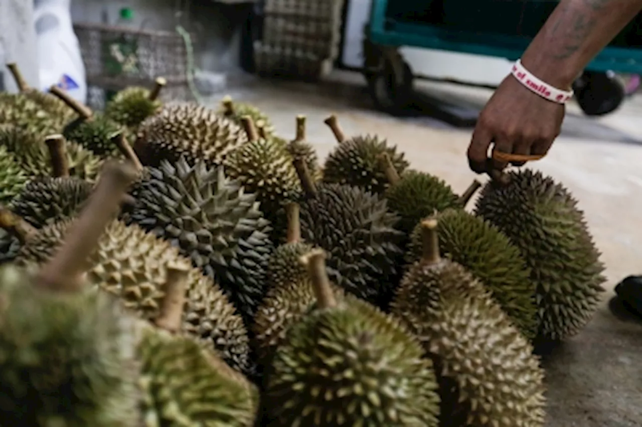 Mat Sabu urges durian farmers to go large scale following signing of new protocol with China