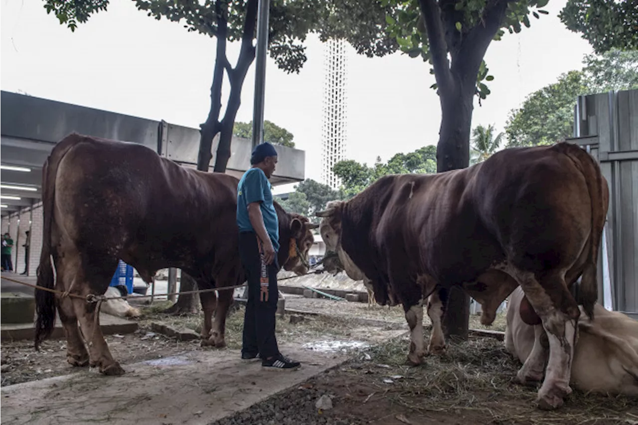 Rayakan Momen Idul Adha, 373 Hewan Kurban Disalurkan ke 13 Pesantren dan Lima Panti Asuhan