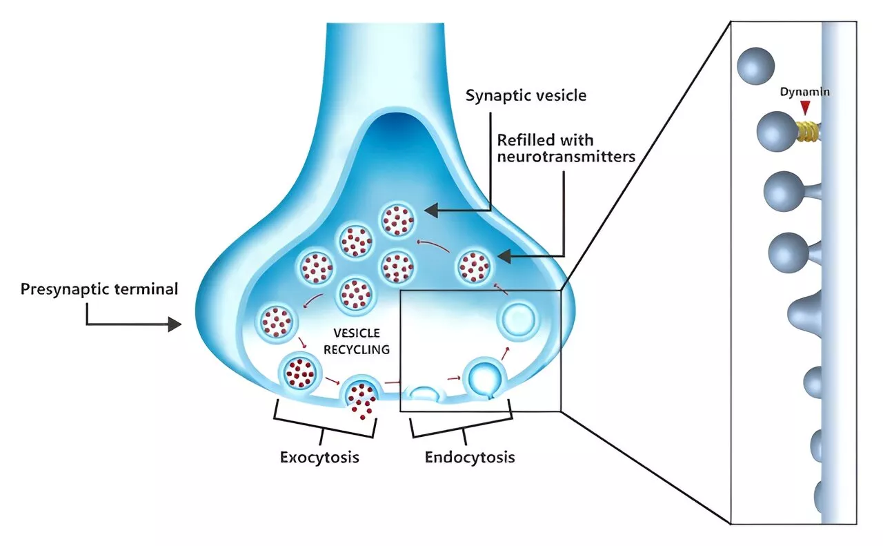 Novel treatment effectively treats cognitive decline in mice with Alzheimer's disease