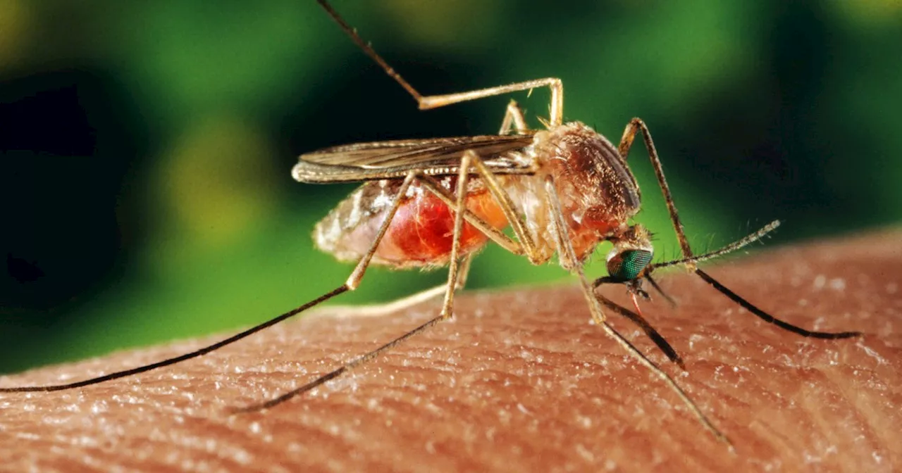 Record number of Las Vegas mosquitoes are carrying West Nile virus