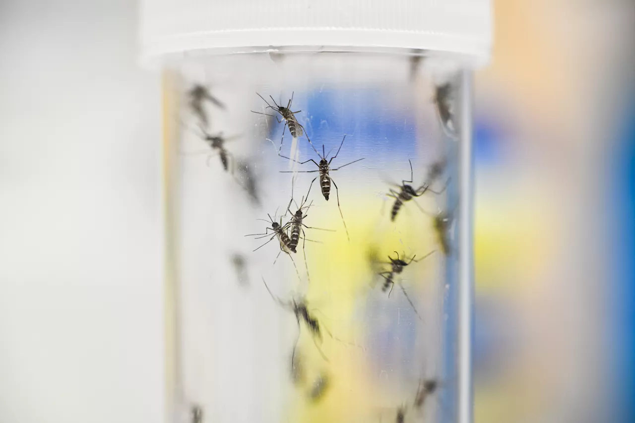 A record-breaking number of mosquitoes are carrying West Nile virus around Las Vegas