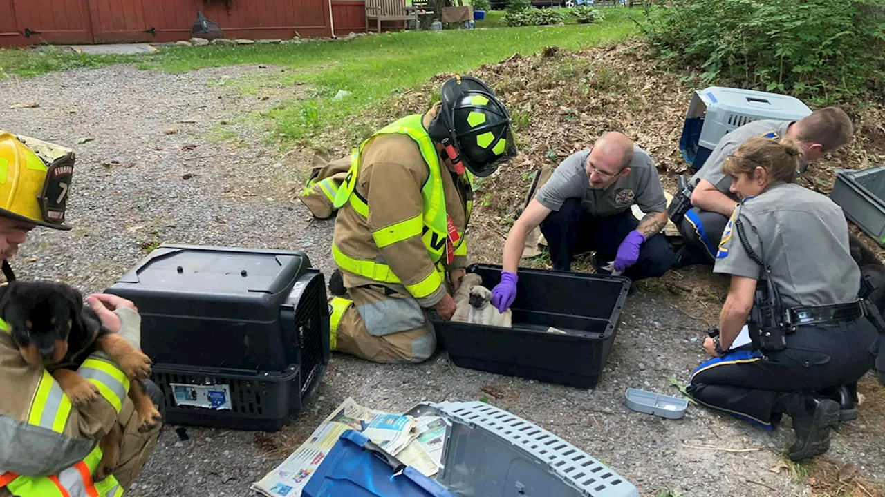 Minivan carrying more than a dozen puppies crashes in Connecticut