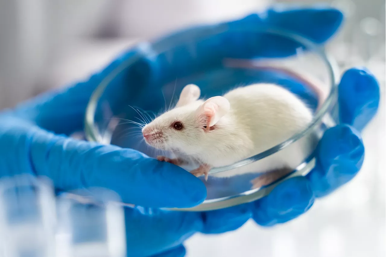 Study reveals cognitive benefits of ketogenic diet in aged mice