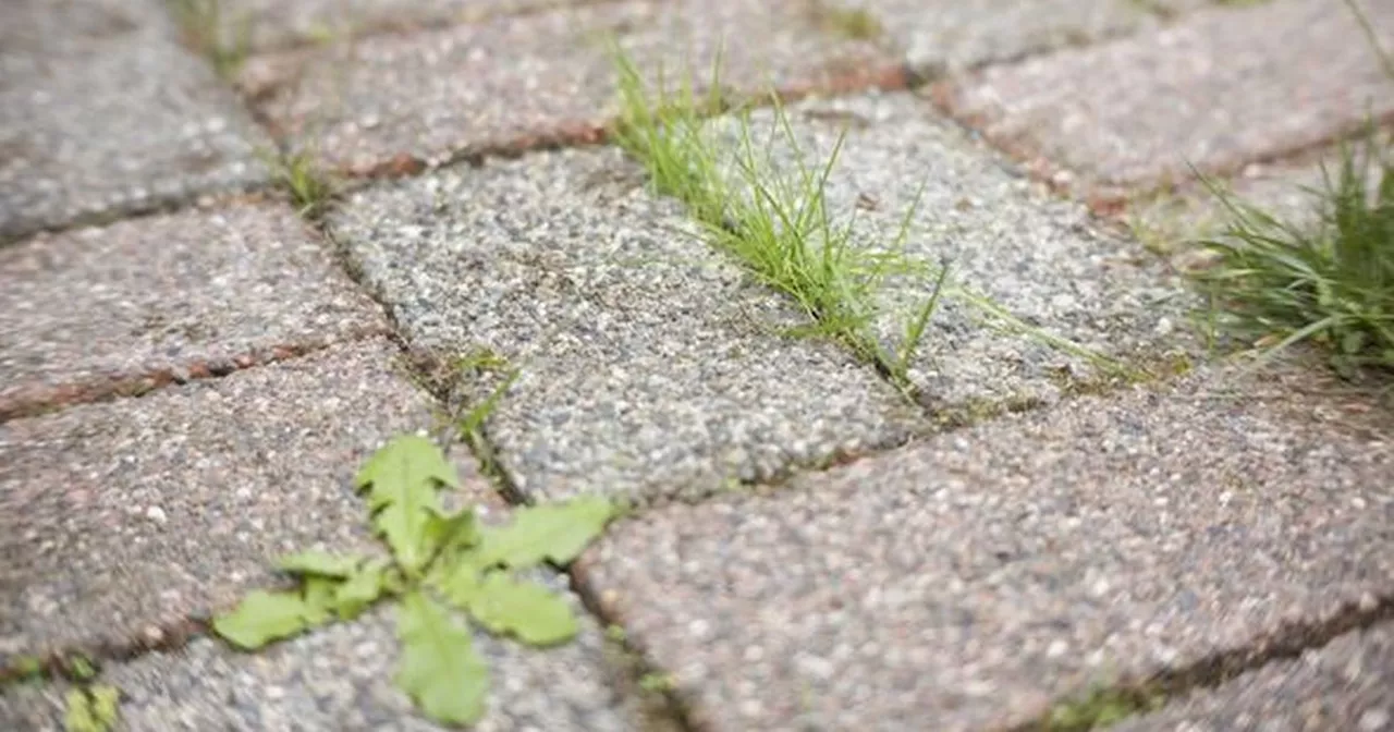 Gardeners share 'game-changing' 30p hack for killing patio weeds instantly