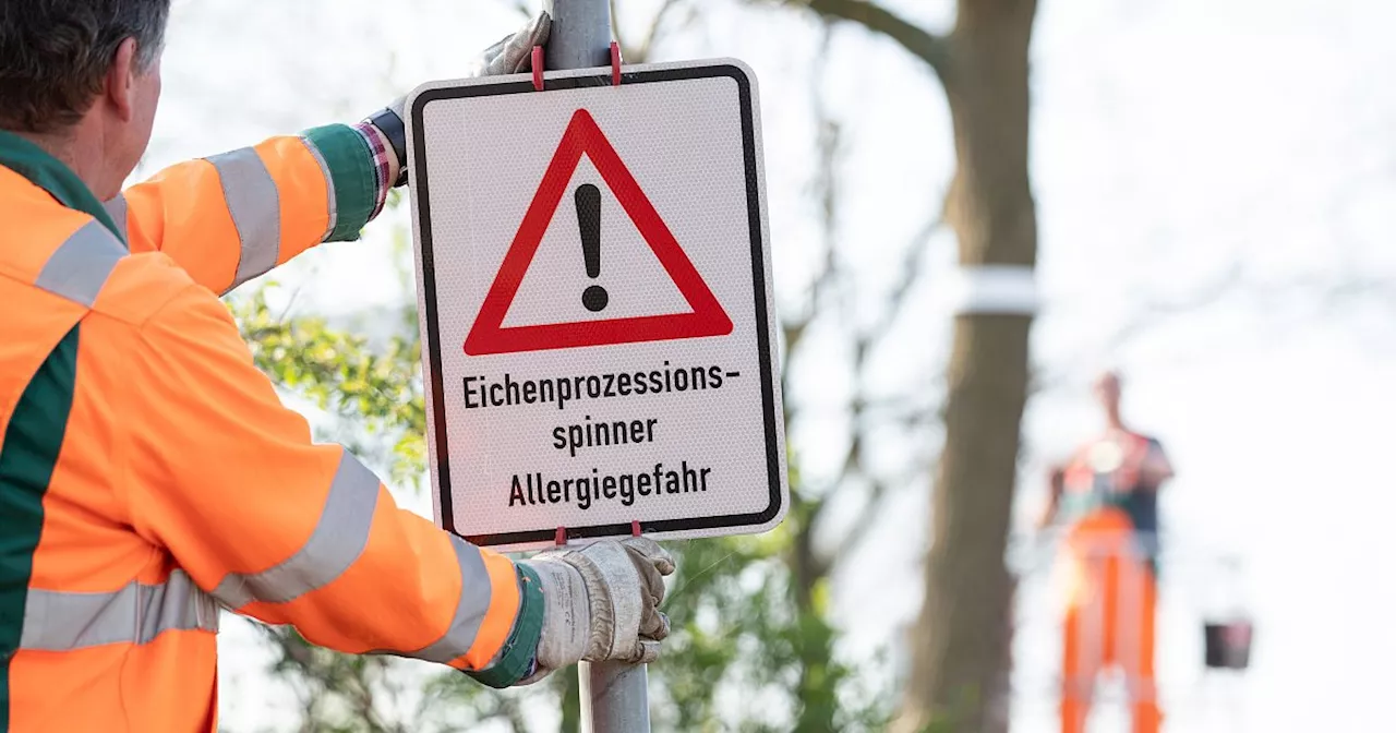 Giftige Raupe breitet sich in Gütersloh aus: Bürger sollen Nester unbedingt melden