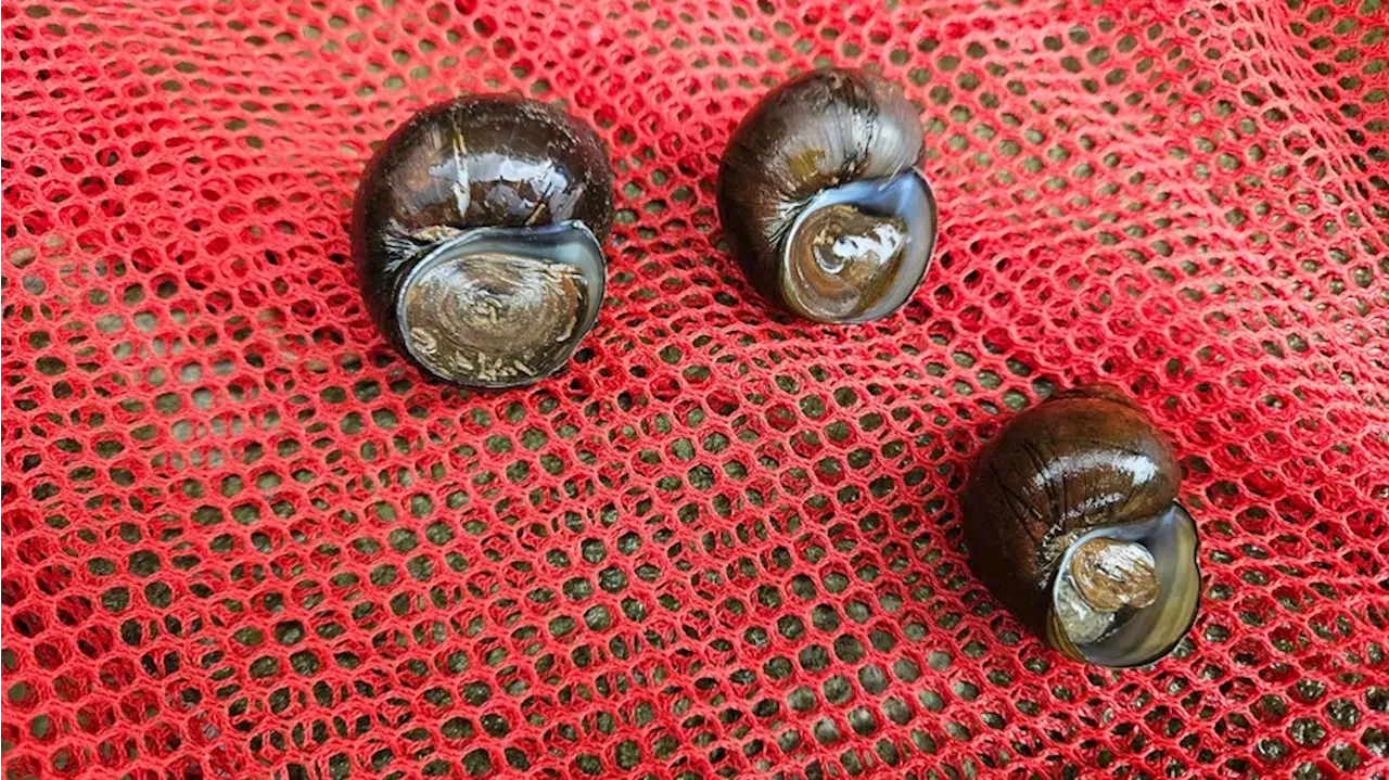 Invasive Asian 'mystery snail' surfaces in Georgia, experts issue warning over parasite-carrying insect