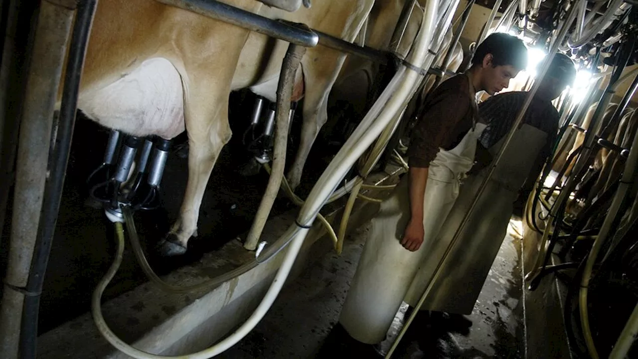 Fuerte caída del consumo de leche