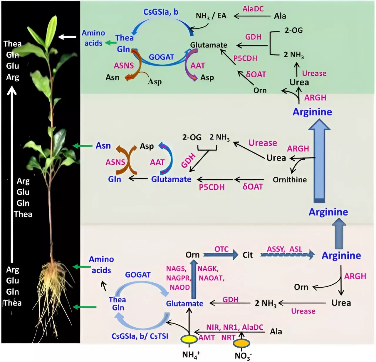 Unlocking the tea leaf's secret: Decoding the amino acid blueprint of tea plant