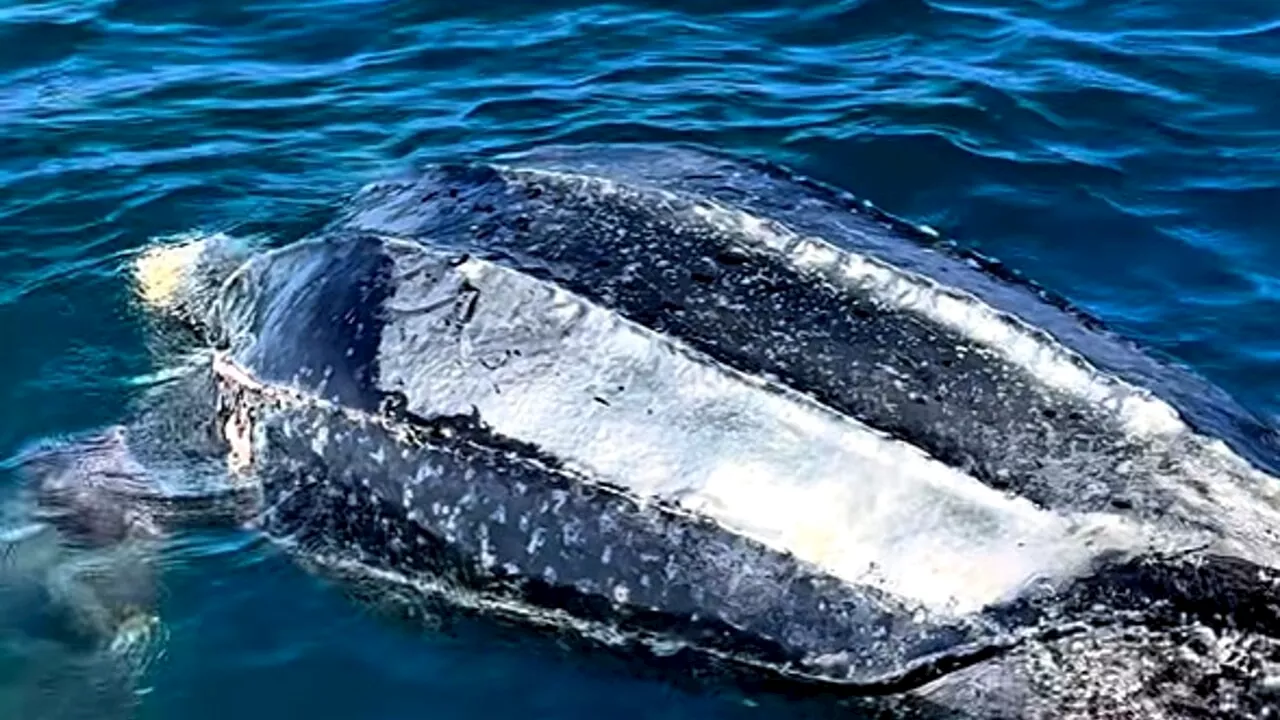 La carcassa della tartaruga marina più grande del mondo finisce nel mare di Ostia