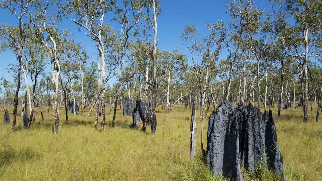 The Cape York Peninsula has taken it's first step to being World Heritage listed