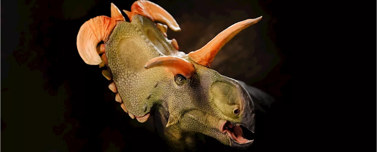 Newly Found Dinosaur Lokiceratops Had Insane Horns Unlike Any Other