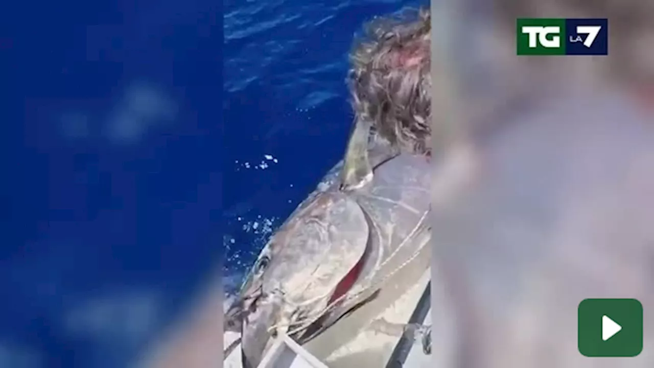 Sardegna, pesca record di un tonno di 200 kg a Santa Teresa Gallura. Video