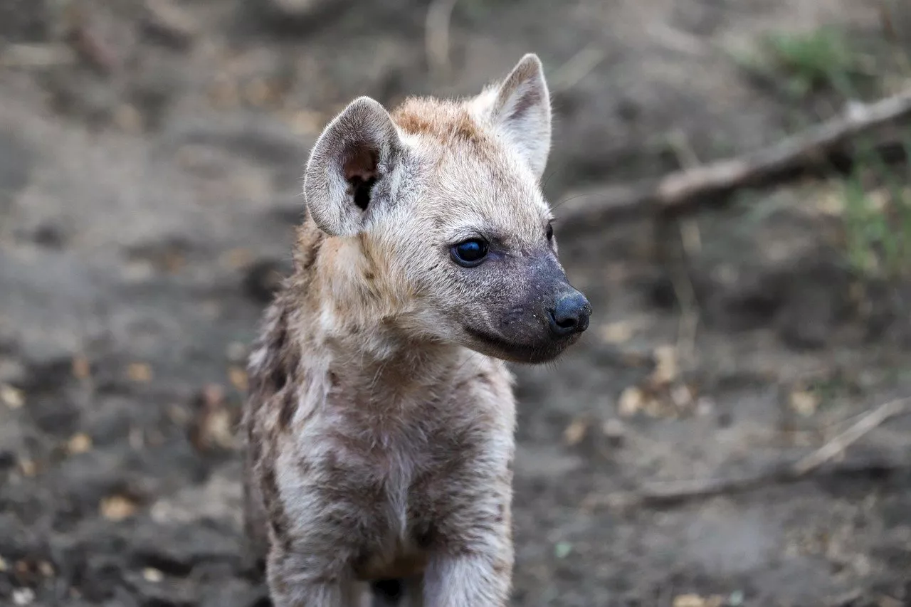 Beyond the wild: Five countries where keeping hyenas as pets persists