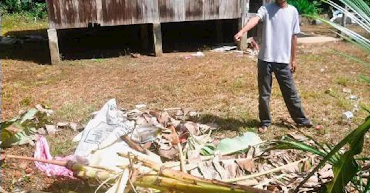 Perhilitan Terengganu kesan gajah hampiri rumah penduduk