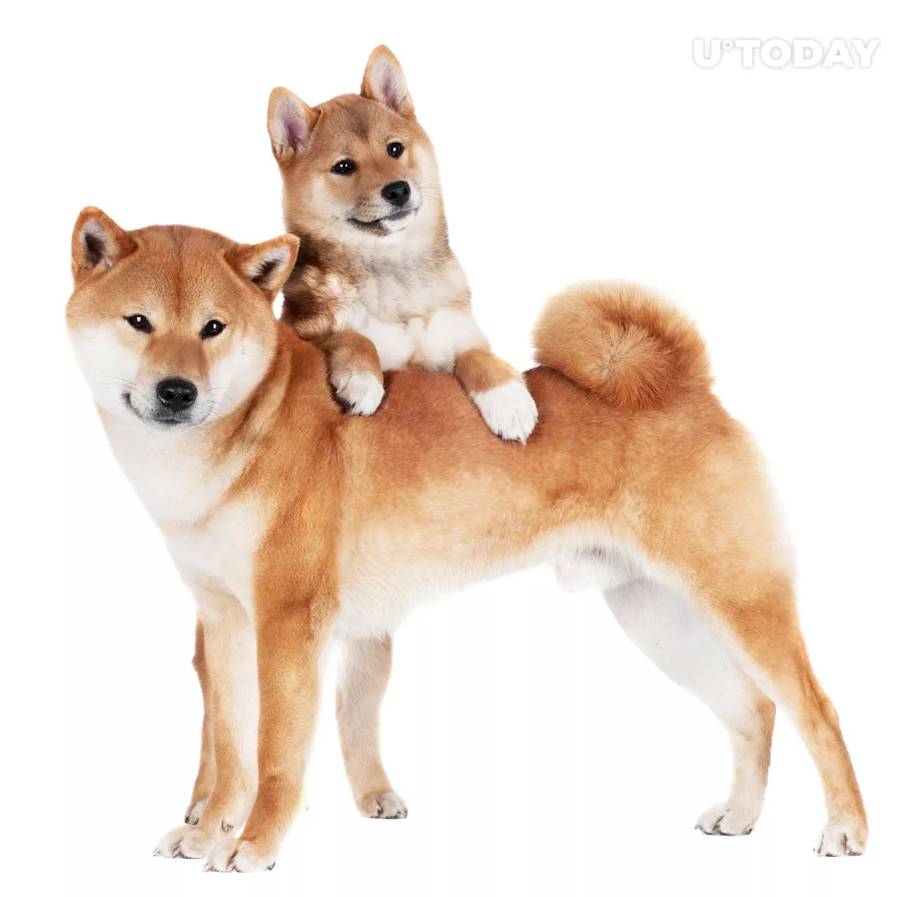 Shiba Inu (SHIB) and Dogecoin (DOGE) Now Owned by Major VR Gaming Platform