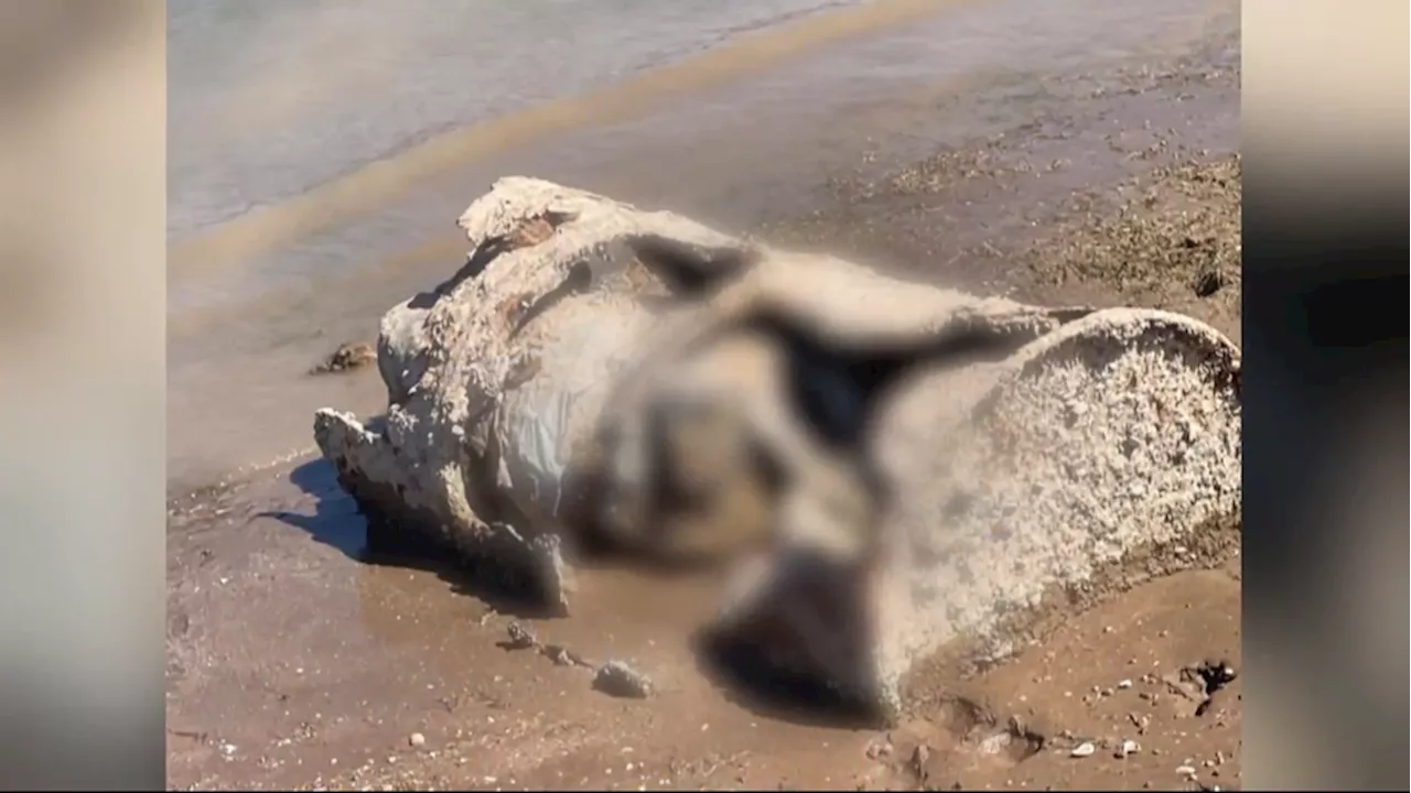 Man found in barrel at Lake Mead may be a mob hit from the 70s, shoes could unlock mystery