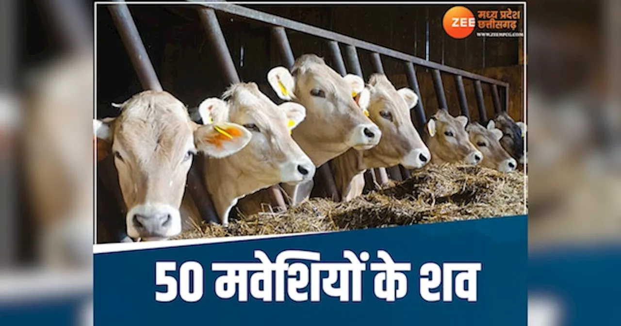 MP NEWS: सिवनी में 50 से ज्यादा गायों की हत्या से क्षेत्र में फैली सनसनी, जांच में जुटी पुलिस