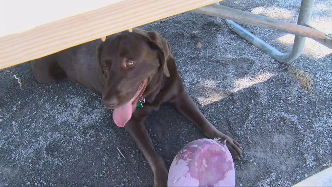 Rochester heat wave puts pets at risk: Vets, owners urge caution