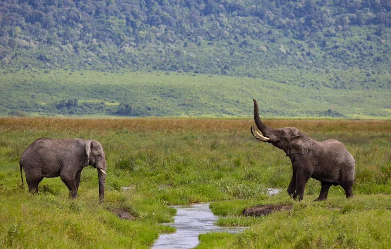 Zambie : Une touriste américaine morte piétinée par un éléphant ...