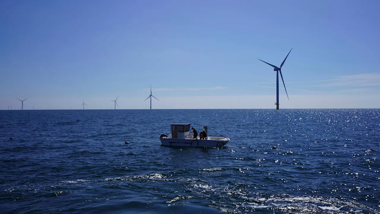 Beneath offshore wind turbines, researchers grow seafood and seaweed