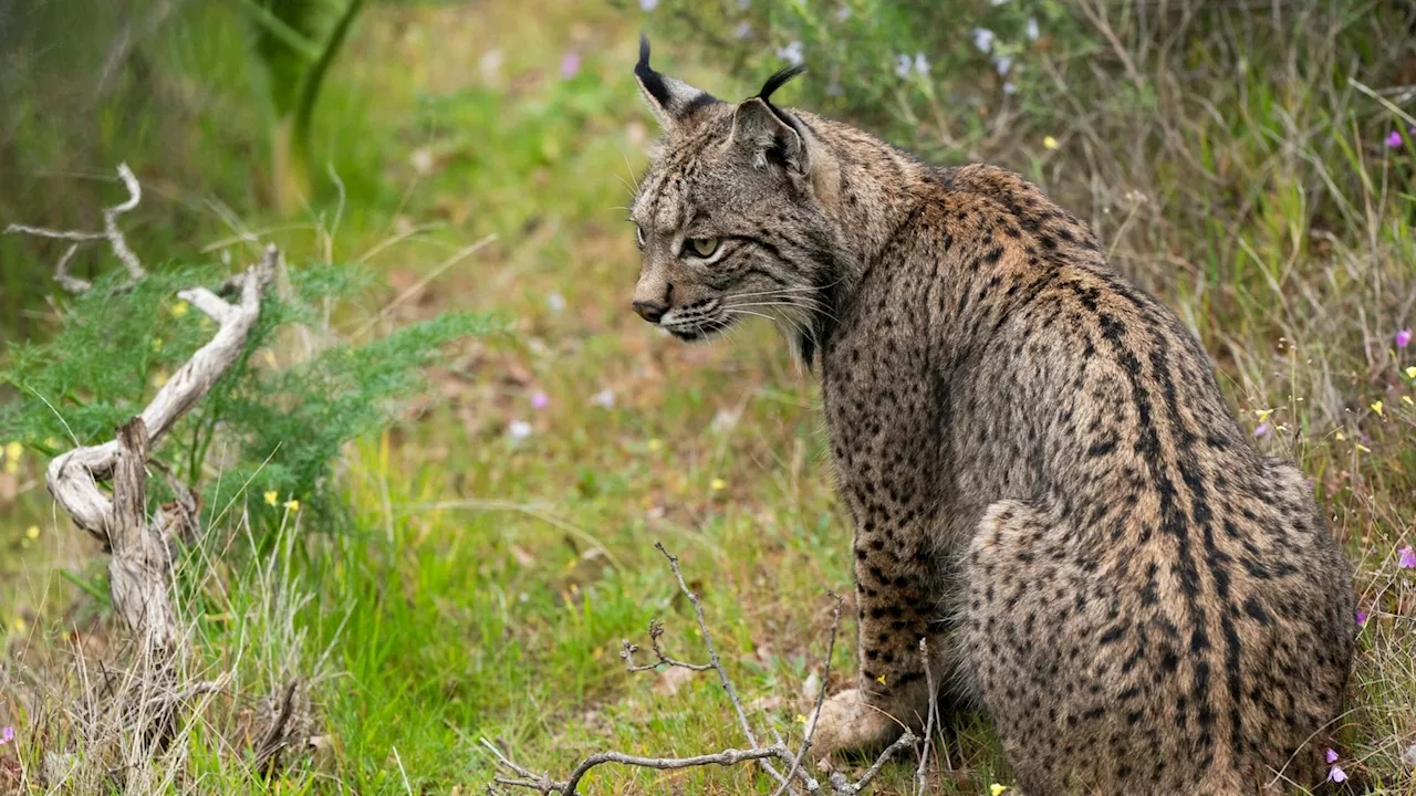 Iberian lynx rebounds from 'endangered' status