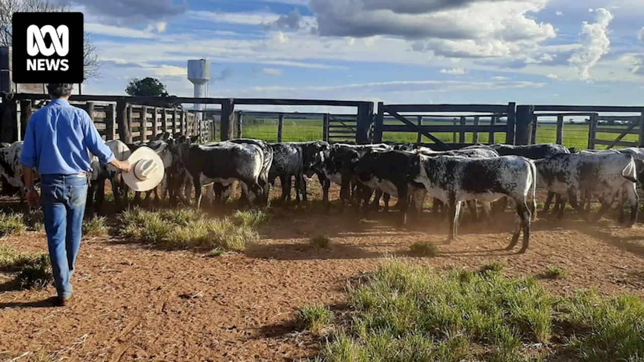 Australian speckle park cattle genetics in high demand worldwide, including Brazil