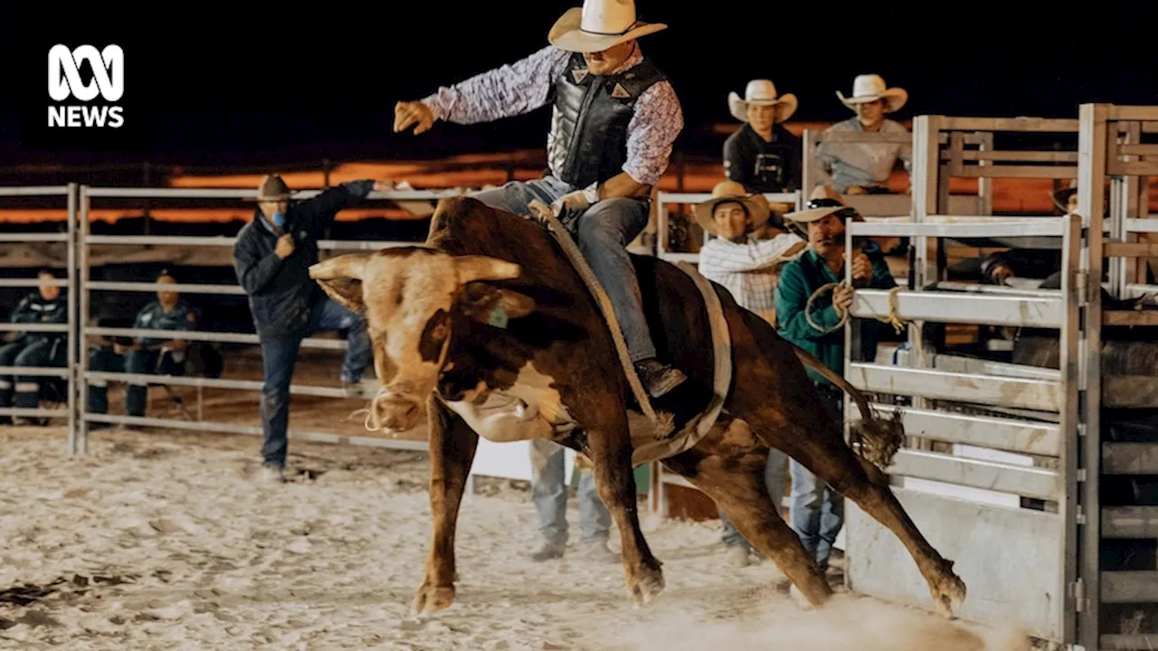 Bucking bull owners spend months caring for and training their bovines but few of them ever reach the rodeo arena