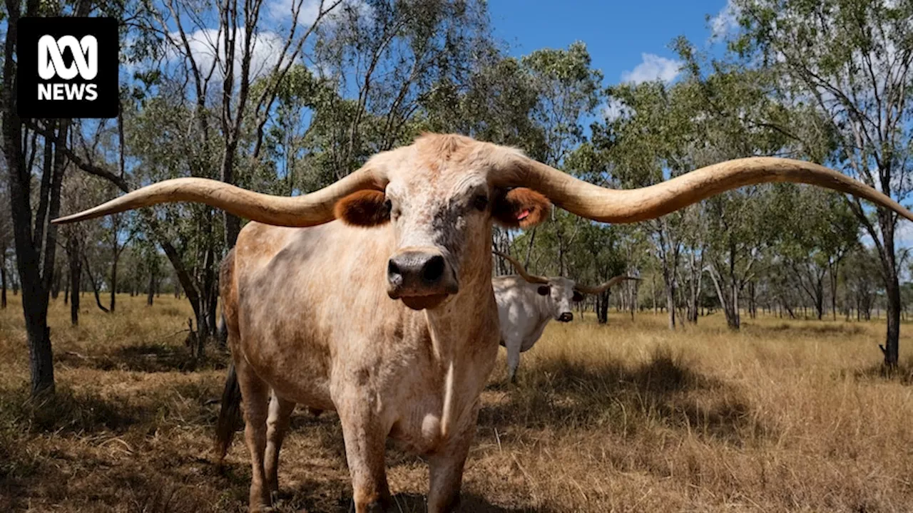 RM Williams made Texas longhorns familiar to Australia but growing the breed is challenging