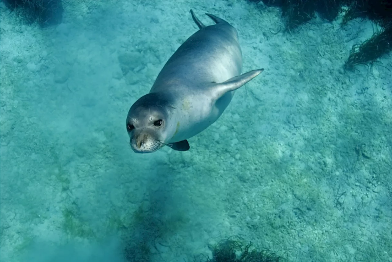 Wwf, giornata di monitoraggio della foca monaca in Italia