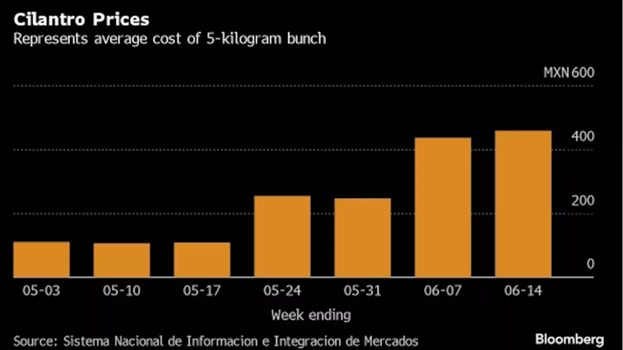 A 400% Jump in Cilantro Prices Forces Mexican Taquerias to Get Creative