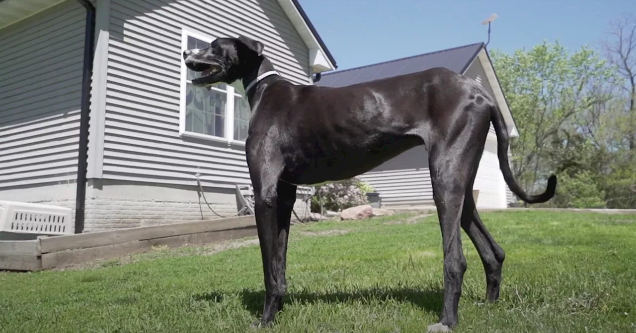 Meet Kevin, The World’s Tallest Living Dog From West Des Moines, Iowa